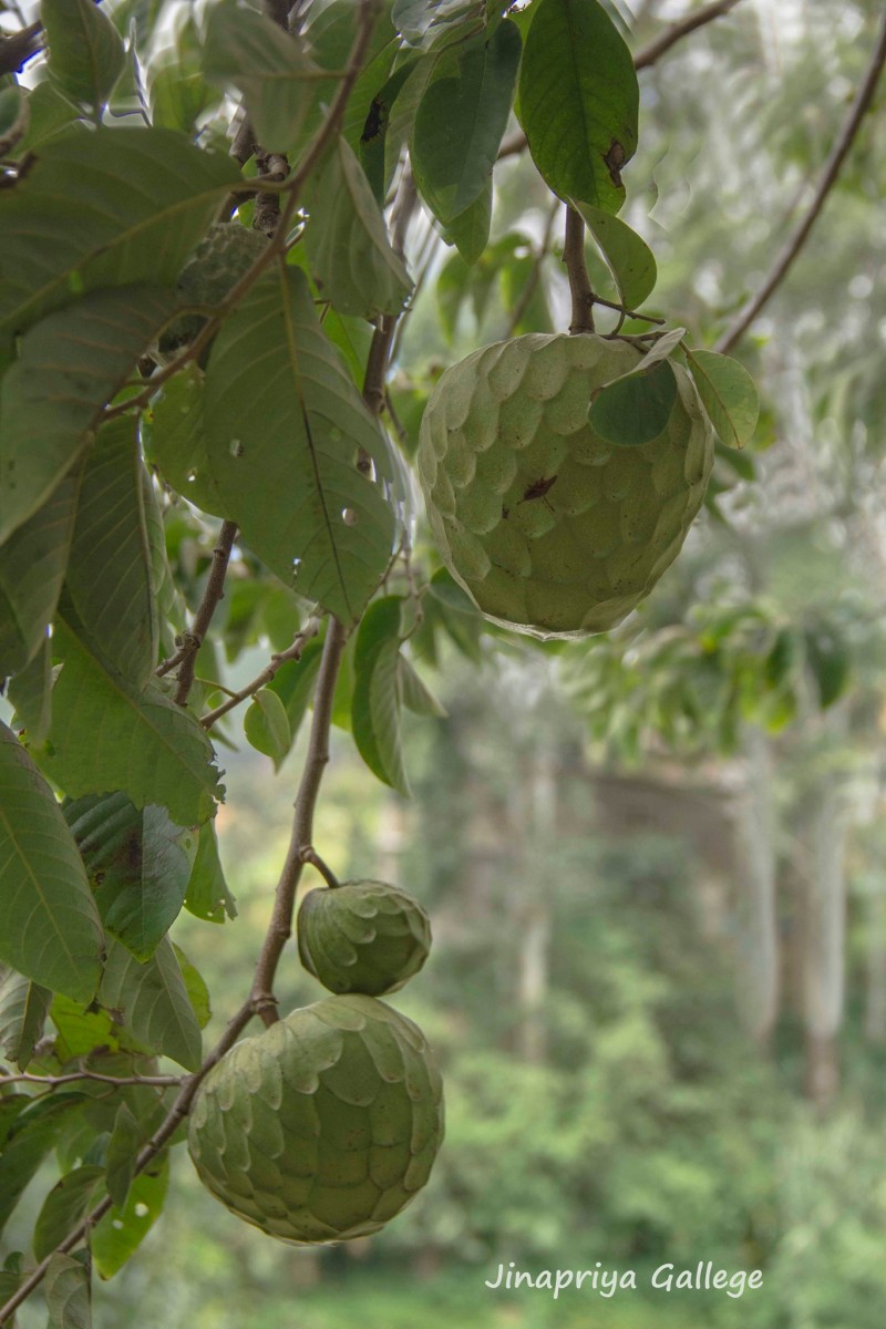 Annona cherimola Mill.